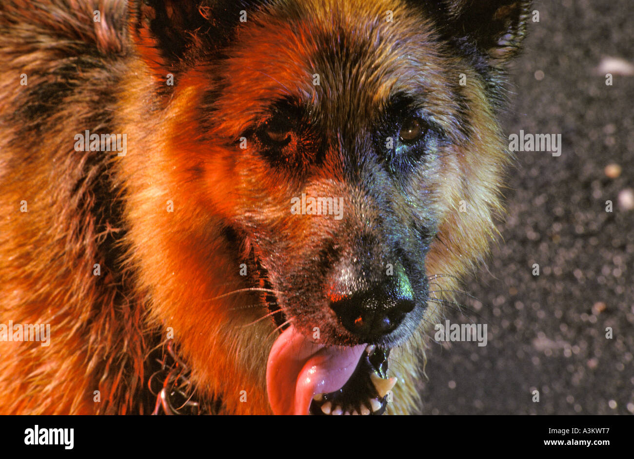 German Shepherd dog snarling and growling in mad frenzy, possibly with rabies Stock Photo