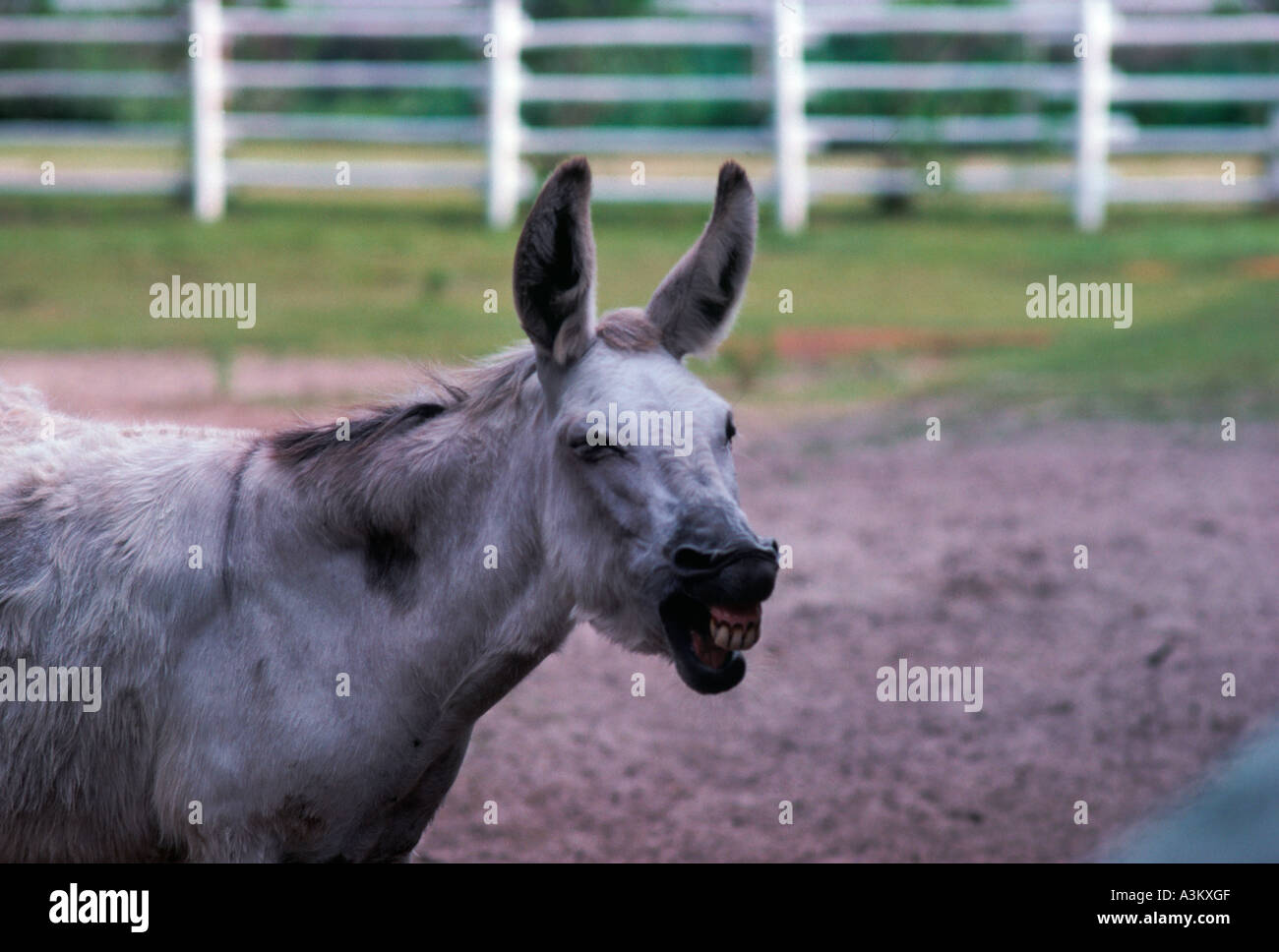 Donkey braying Stock Photo