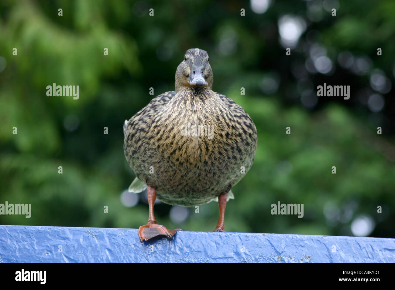 Plump Female Mallard Duck Stock Photo - Alamy