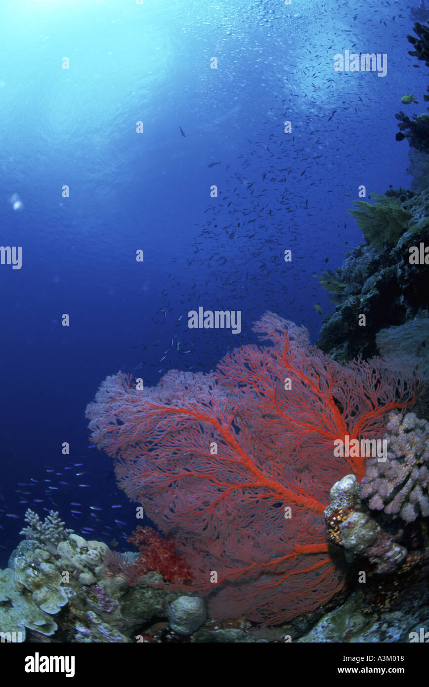 Red corals japan hires stock photography and images Alamy