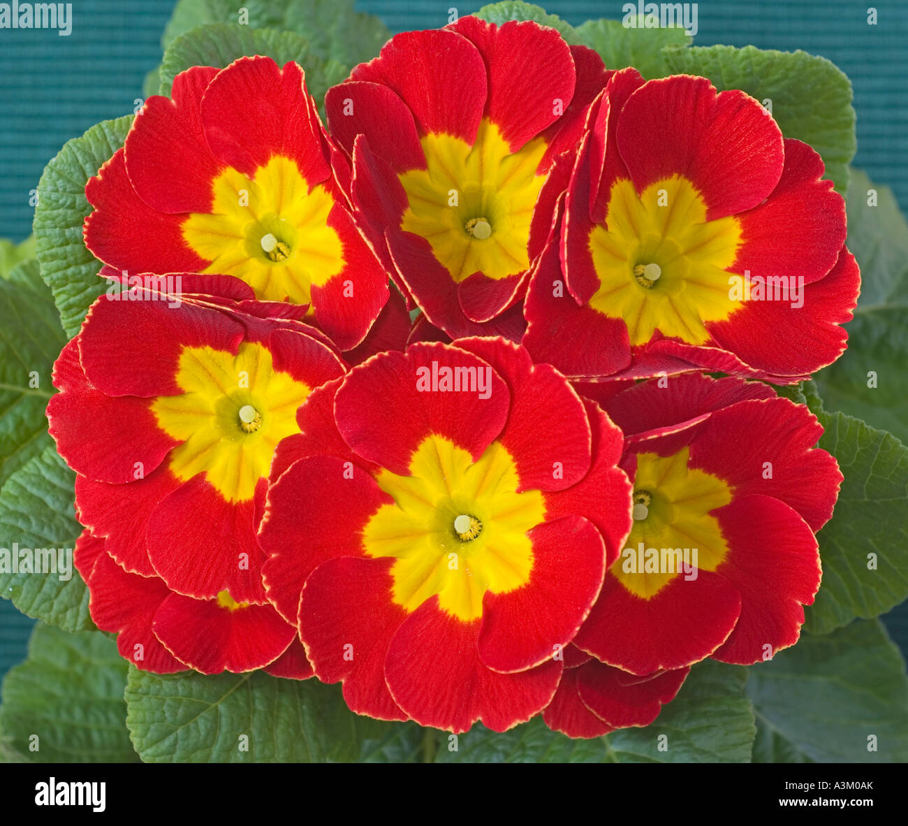Red primroses close up Primula veris Stock Photo