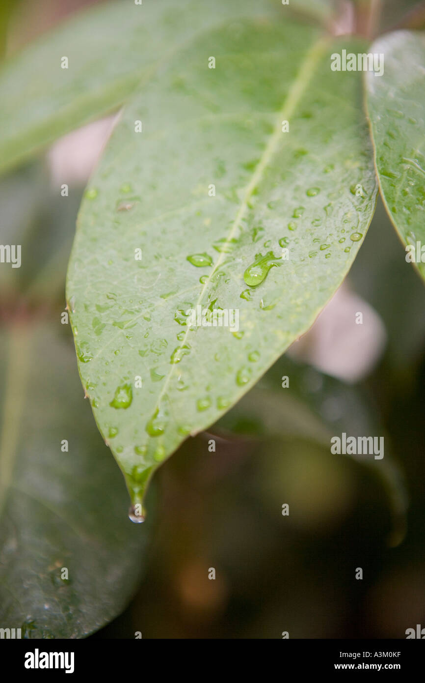 Droplets water on green leaf hi-res stock photography and images - Alamy