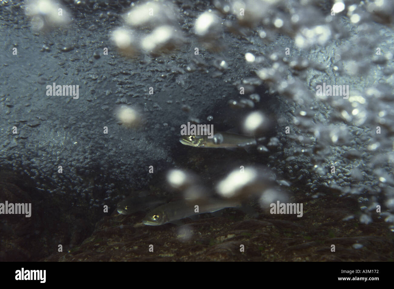 Fish swimming through bubbles Stock Photo Alamy