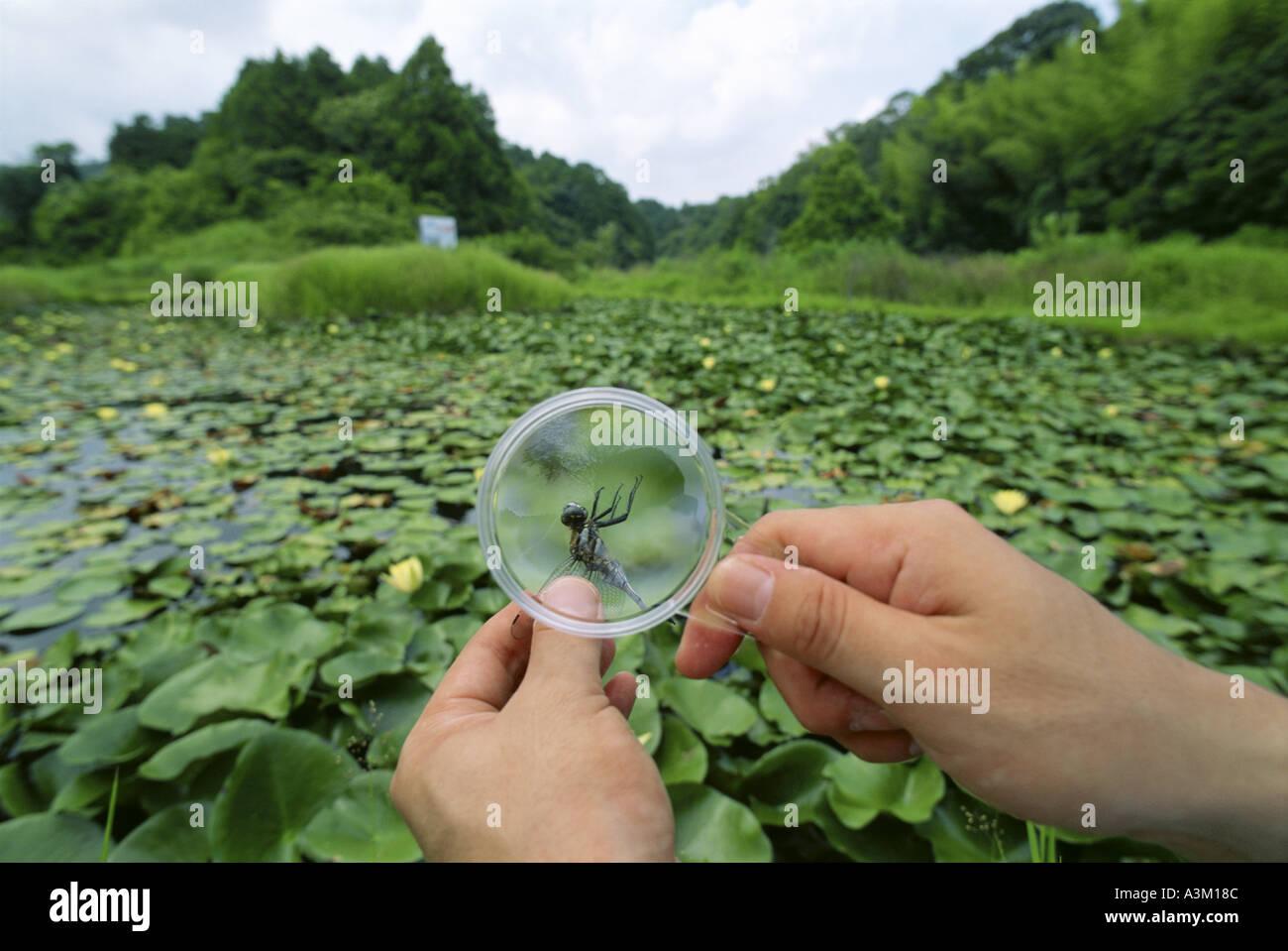 Magnifying glass Japan Stock Photo Alamy