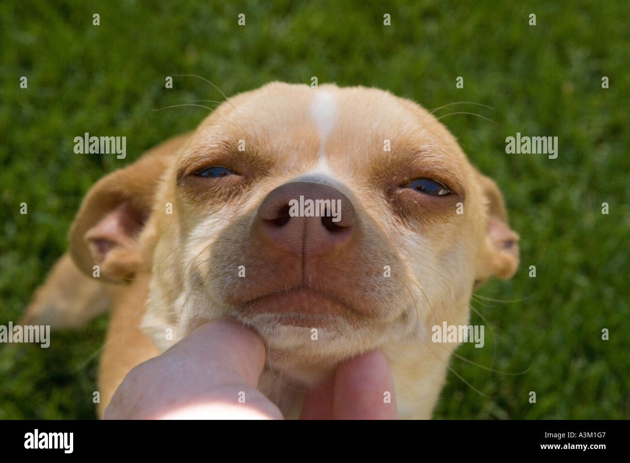 chihuahua dog getting chin scratched Stock Photo Alamy