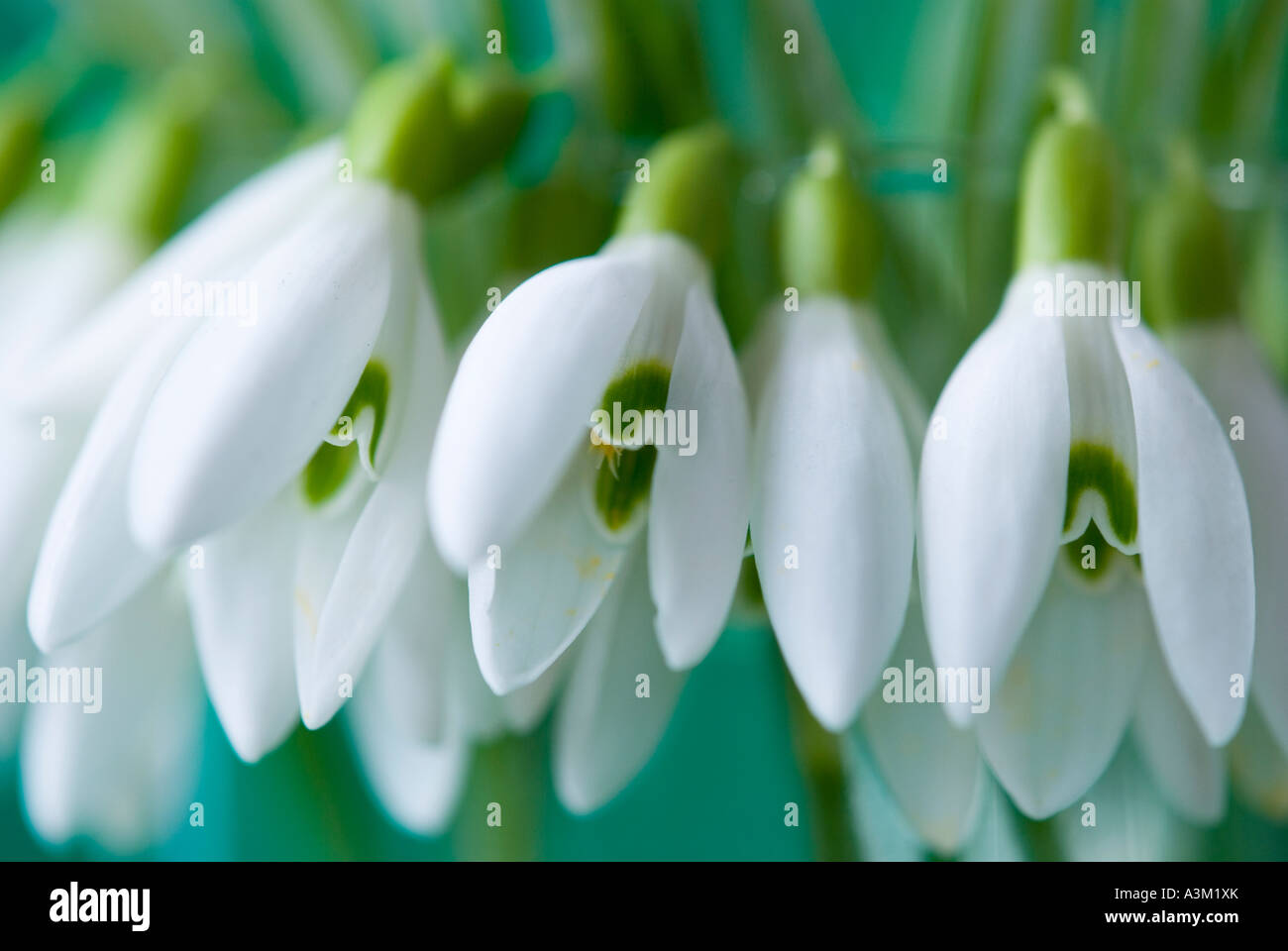 Snowdrops close up Galanthus gracilis Stock Photo