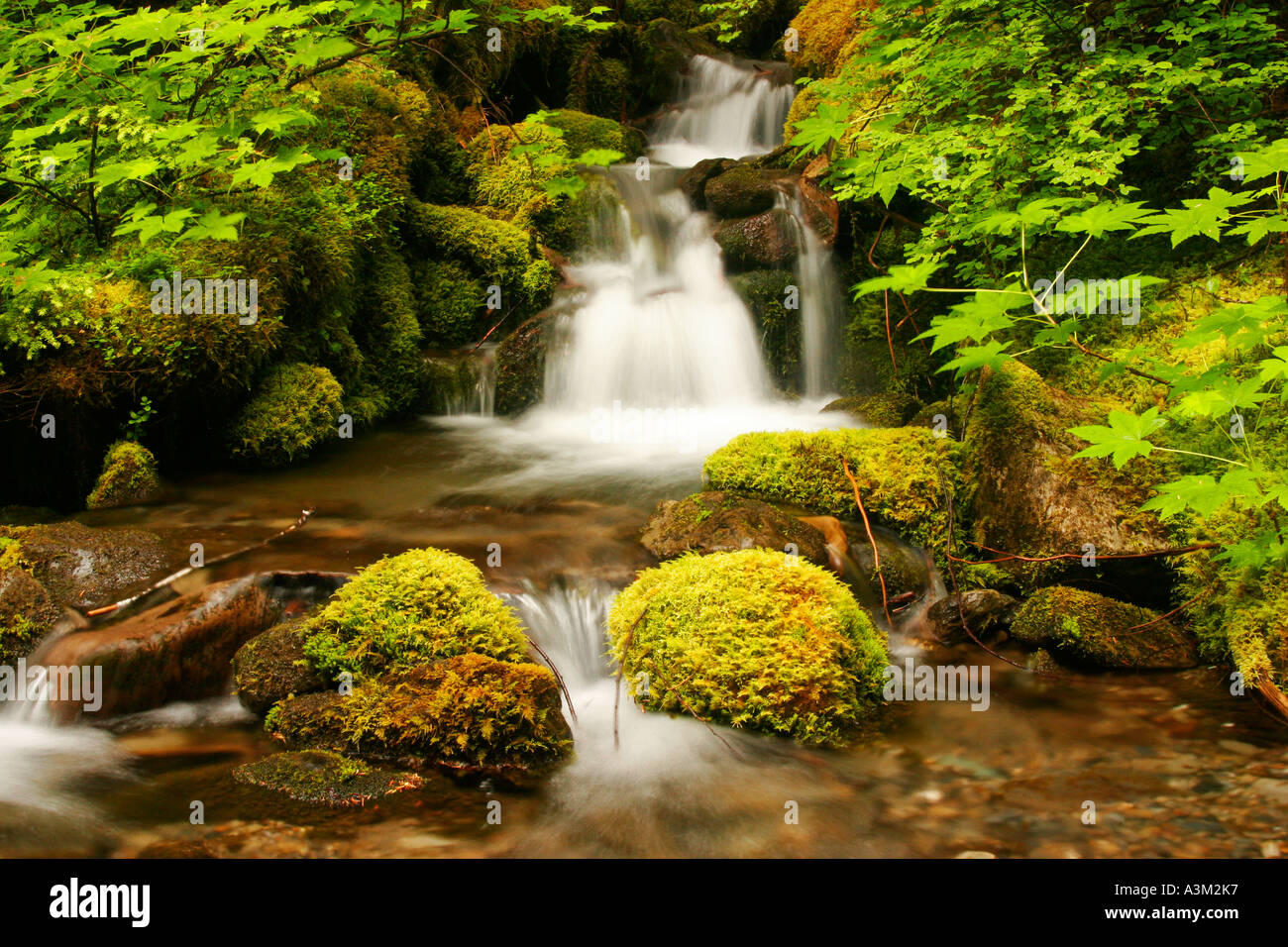 A waterfall along Cache Creek near the Dosewallips Trail Olympic