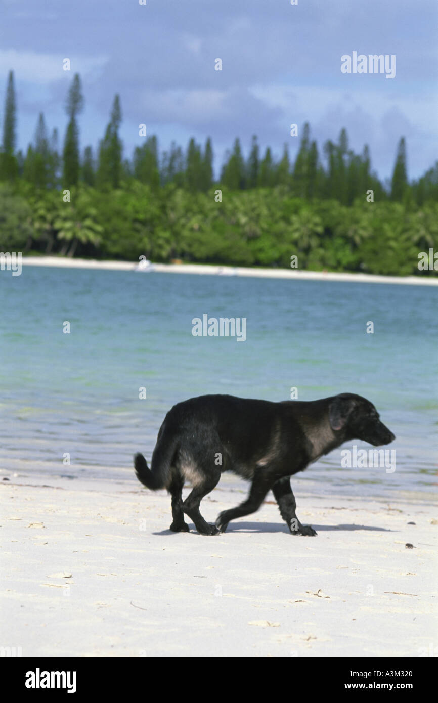 Coastland Labradors