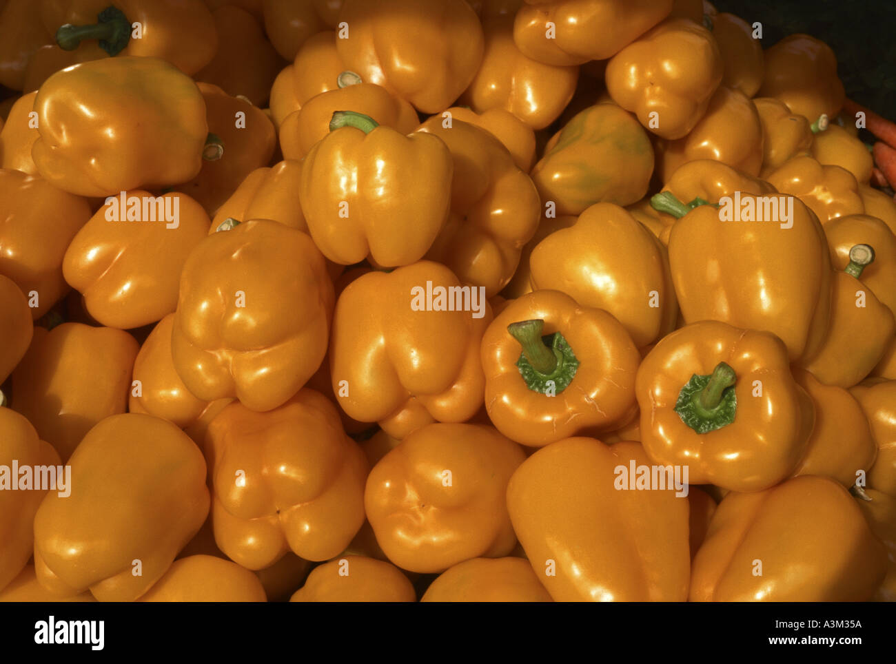 Bell pepper Belgium Stock Photo Alamy