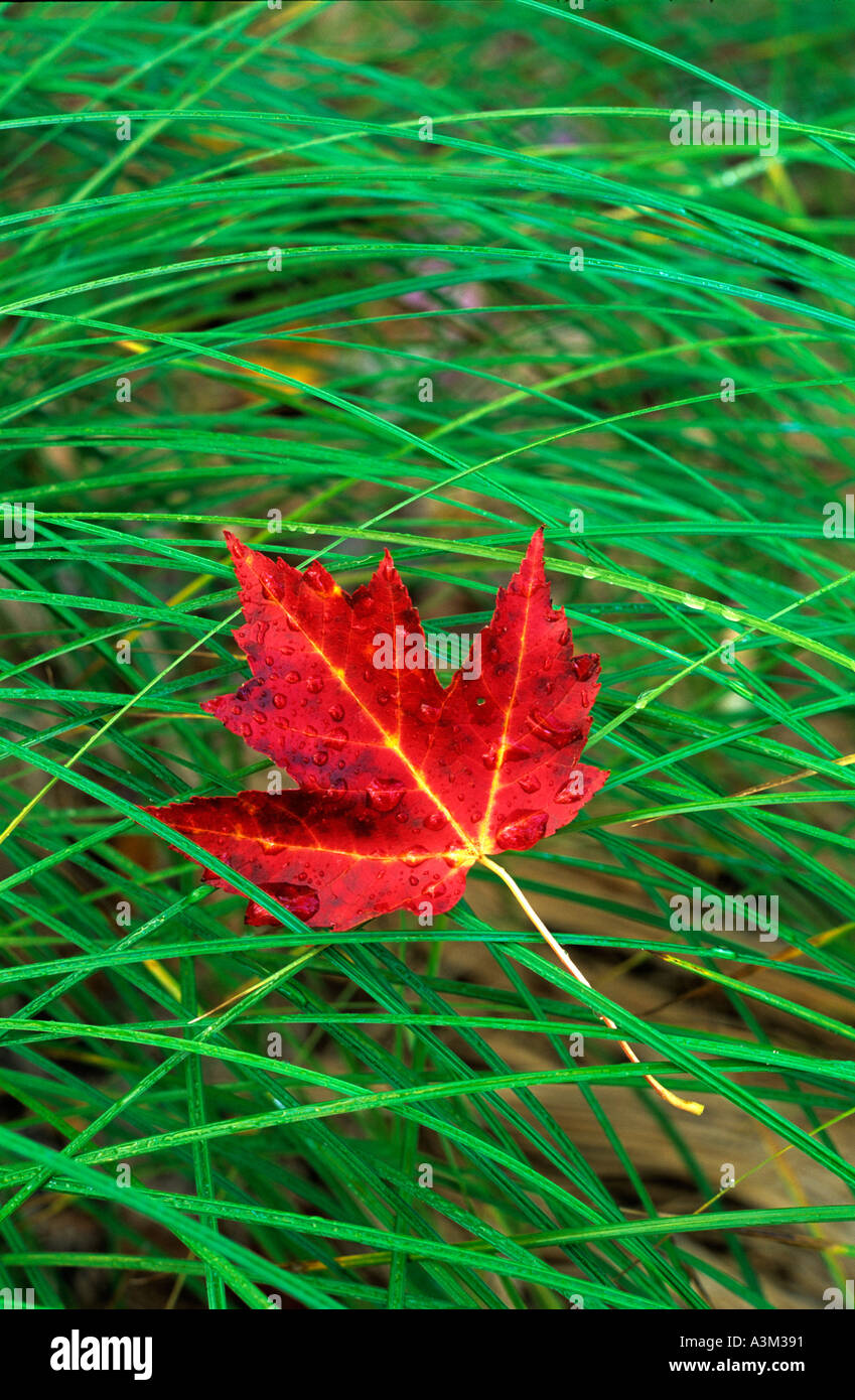 Maple leaf rests on meadow grass in Fall The Big Meadow Acadia National Park Maine Stock Photo