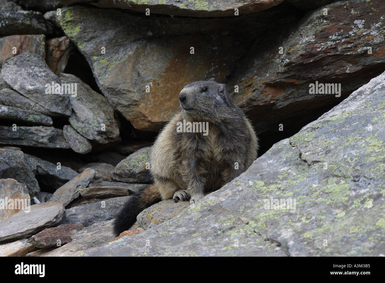 Hibernation burrow hi-res stock photography and images - Alamy