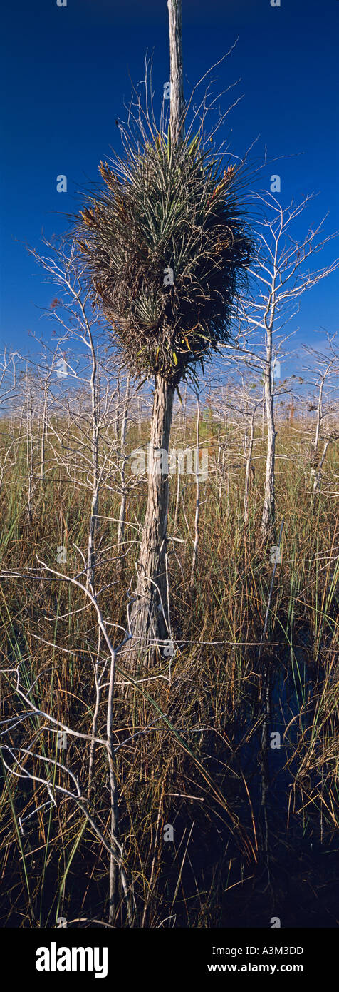 Dwarf cypress bald in winter dry season supports Wild Pine air plant as forest transitions to sawgrass marsh Everglades National Stock Photo