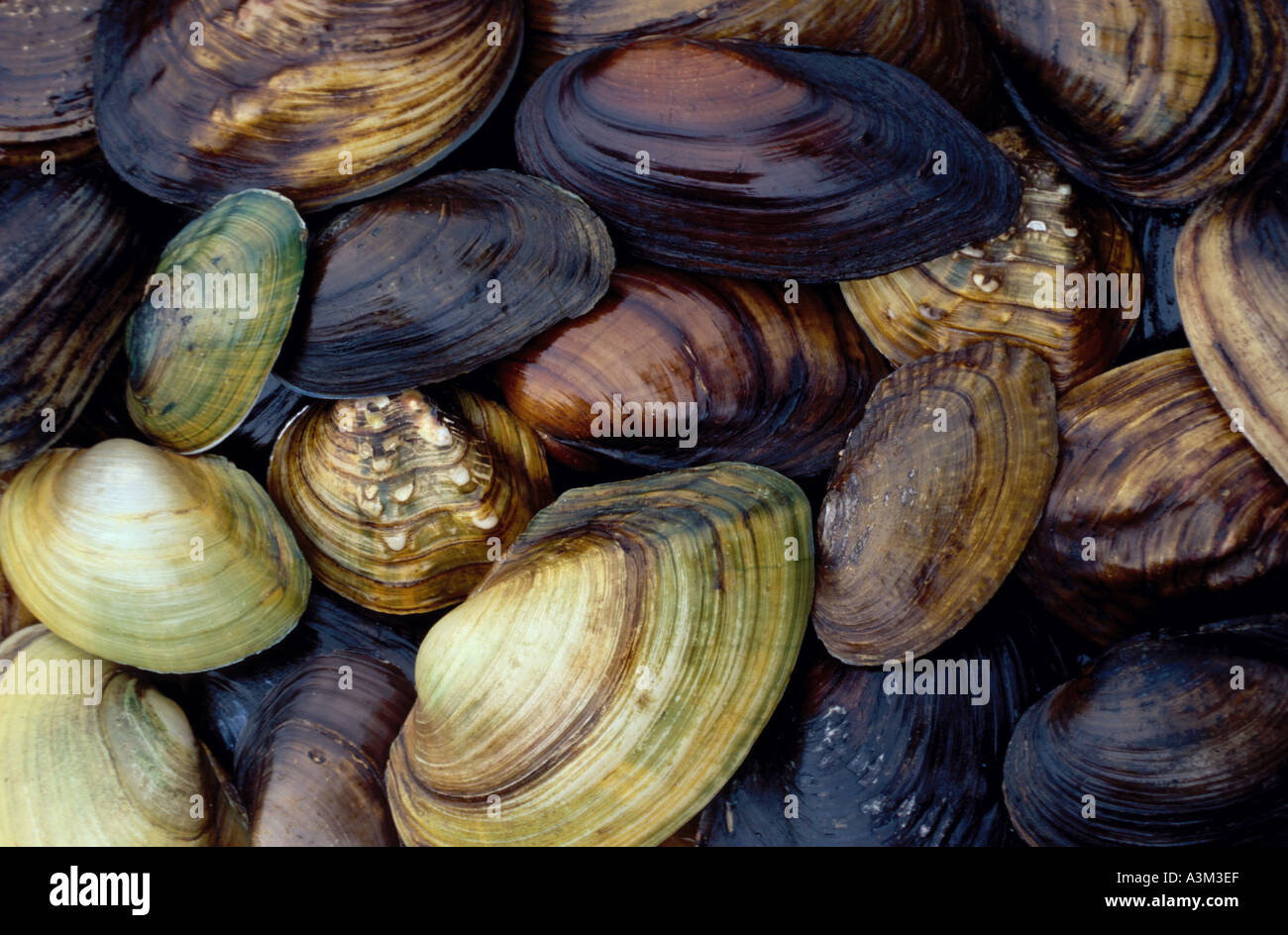 INVERTEBRATE CLAM Fresh water Stock Photo - Alamy