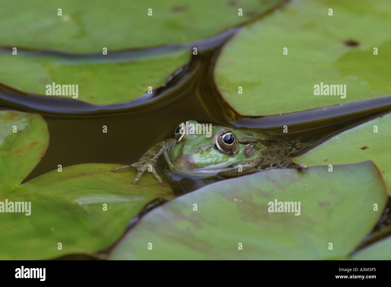 Edible Frog Rana kl esculenta Stock Photo - Alamy