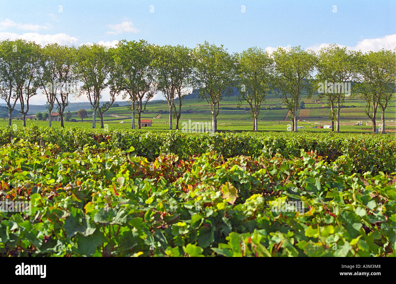 Un fratello maggiore e fratello minore di camminare insieme attraverso un  vigneto Foto stock - Alamy