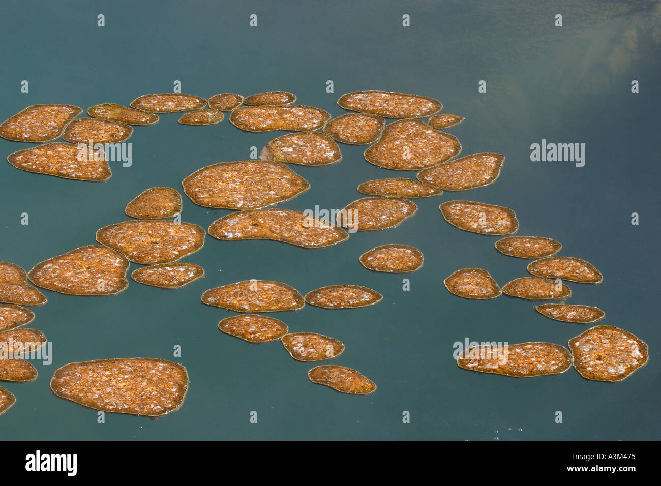 Bacterial Matts growing on thermal water West Thumb Geyser Basin Yellowstone USA Stock Photo