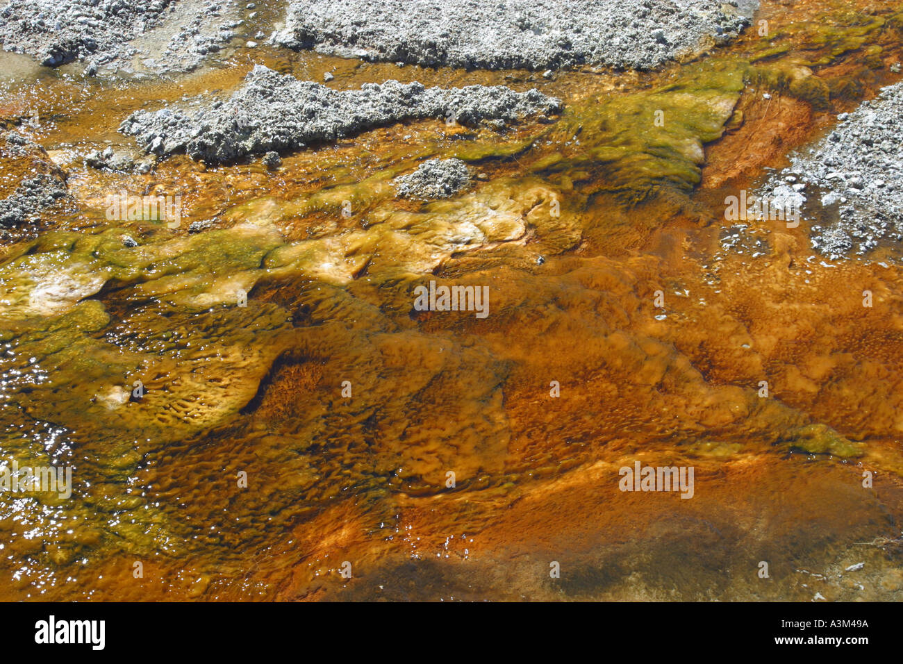 Algae or microbial grows in the thermal water that flows from the hot springs of Yellowstone Nat Pk USA Stock Photo