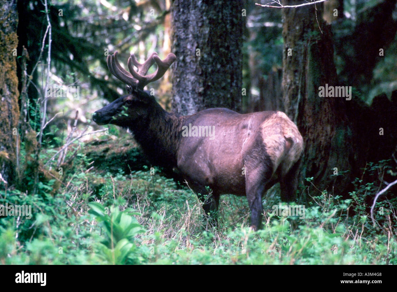 A Roosevelt Elk in Olympic National Park Washington Stock Photo Alamy