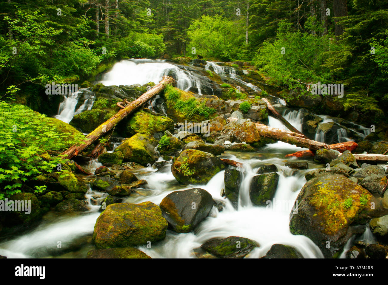 Moraine Creek cascades through forests along the Wonderland Trail Mount