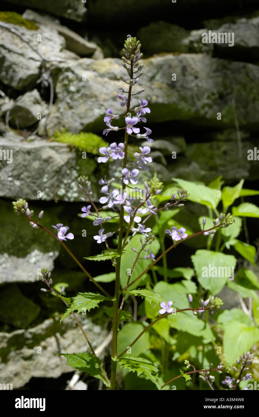 Garlic mustard wildflower Stock Photo Alamy
