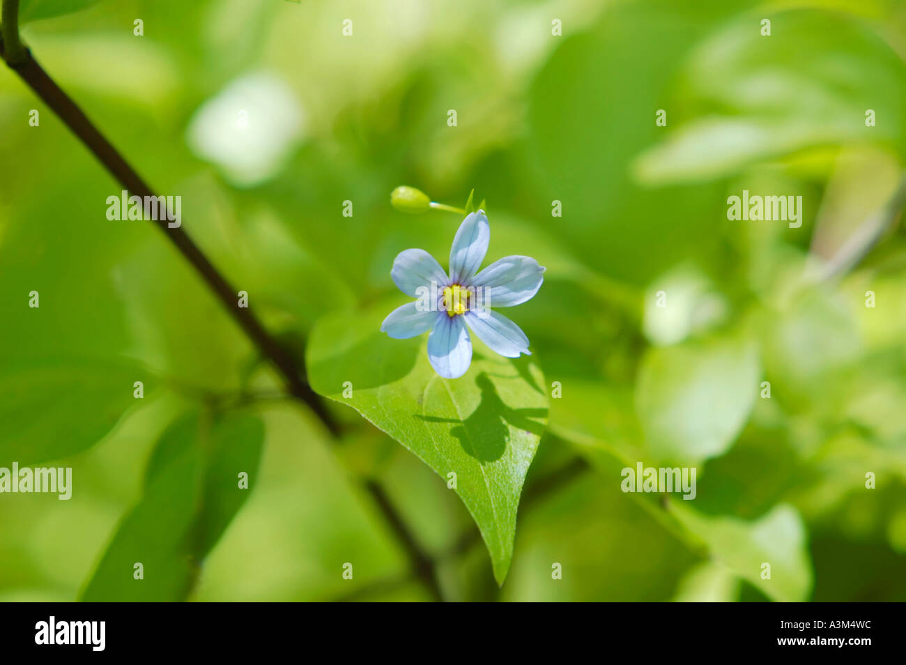 Stout Blue Eyed Grass wildflower Stock Photo