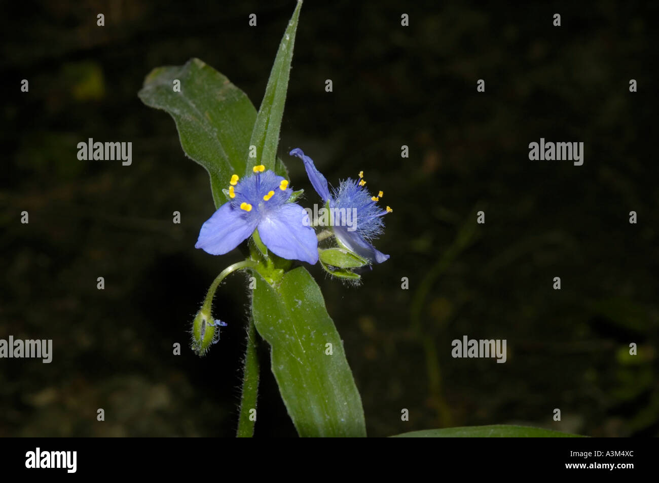 Virginia Spiderwort wildflower Stock Photo