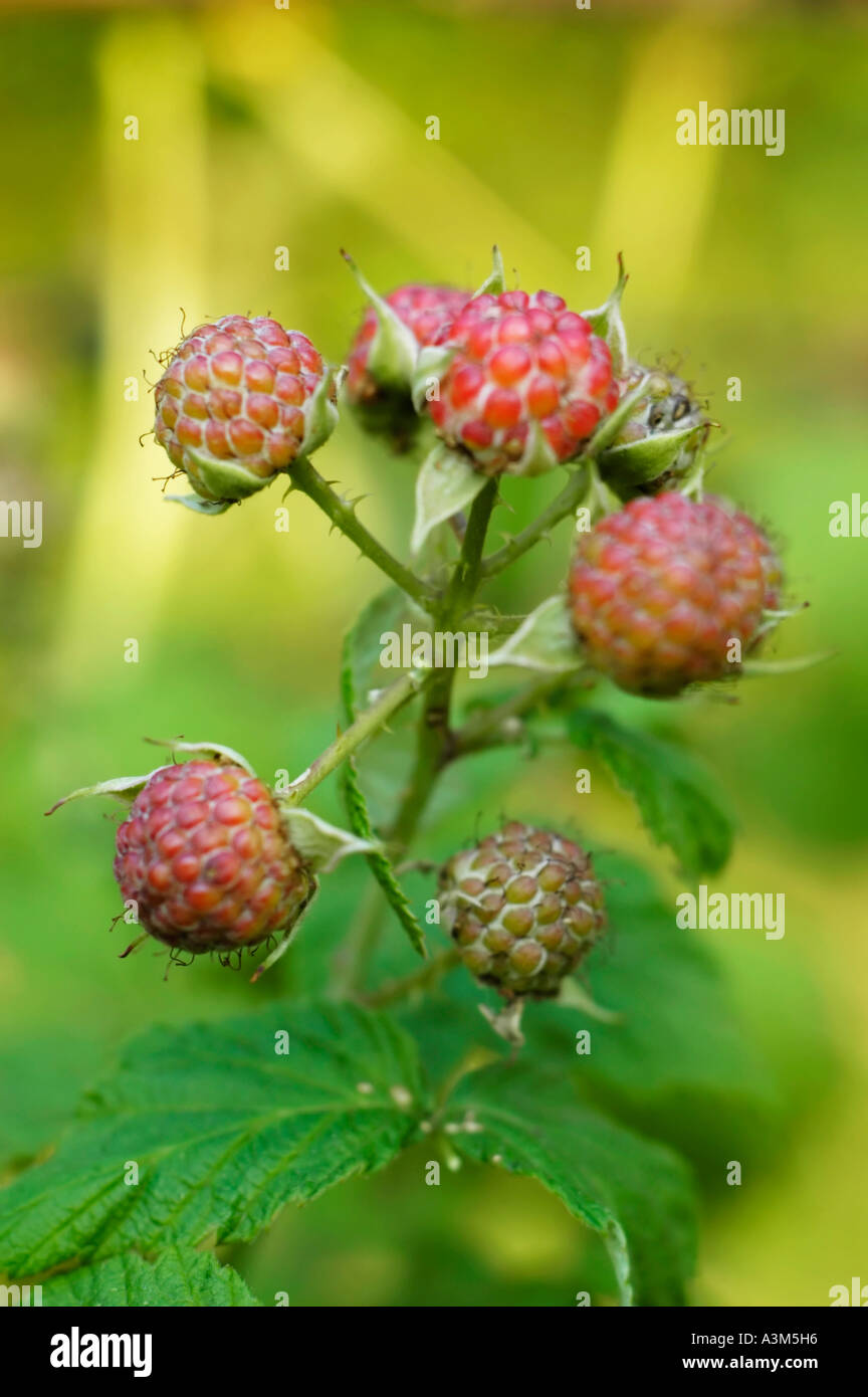 Kentish Raspberry Raspberries fruit hi-res stock photography and images - Alamy
