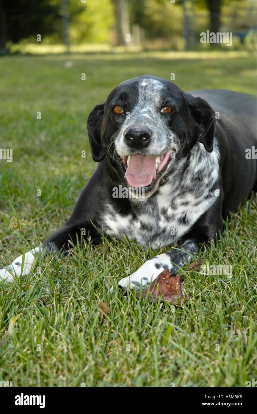 Pointer bird dog Stock Photo