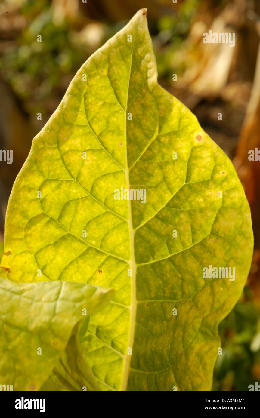 burley tobacco leaf Seeds - 21 Tobacco leaves Burley Gold -