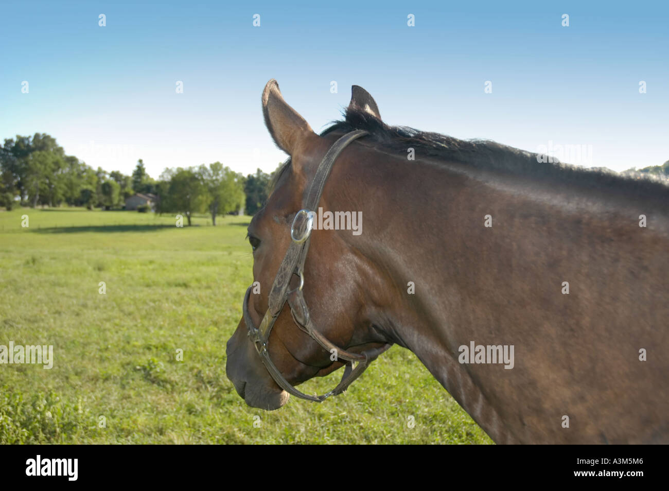 Head of thoroughbred race horse Stock Photo