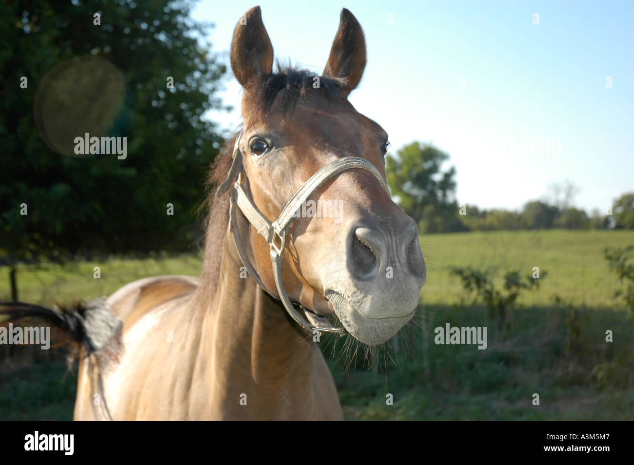 Thoroughbred race horse head Stock Photo