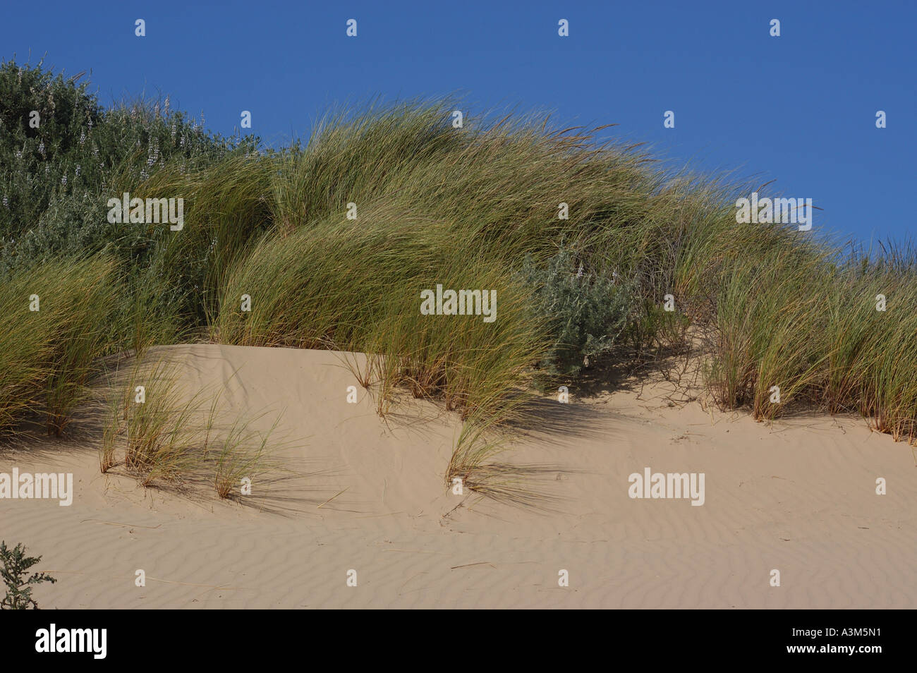 Oceano Sand Dunes Stock Photo Alamy