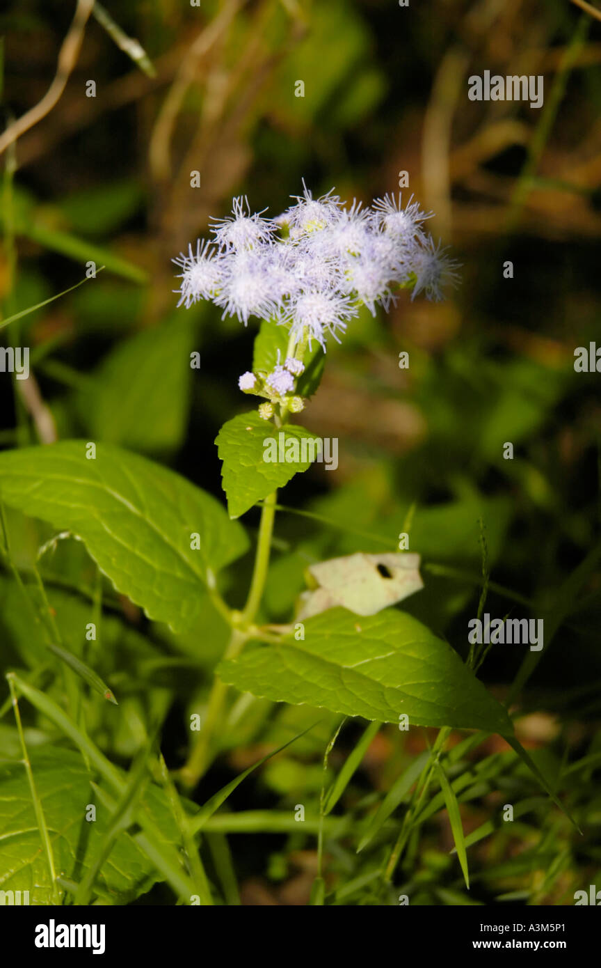 Mist Flower wildflower Stock Photo Alamy