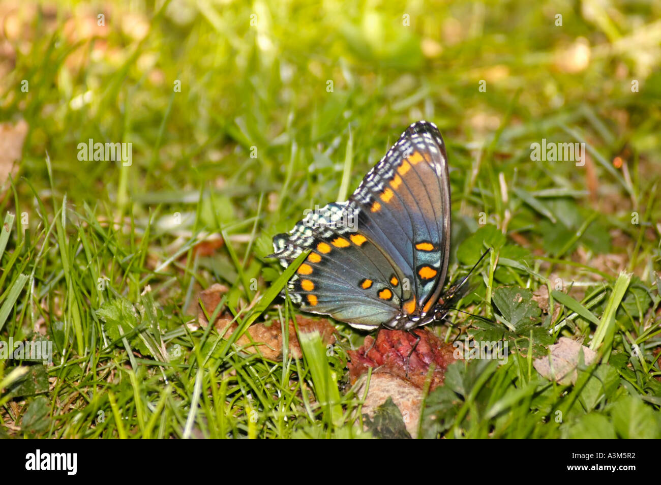 Black Swallowtail butterfly Stock Photo