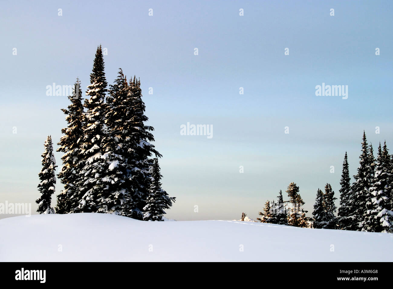 Mountain Trees and Snow Stock Photo