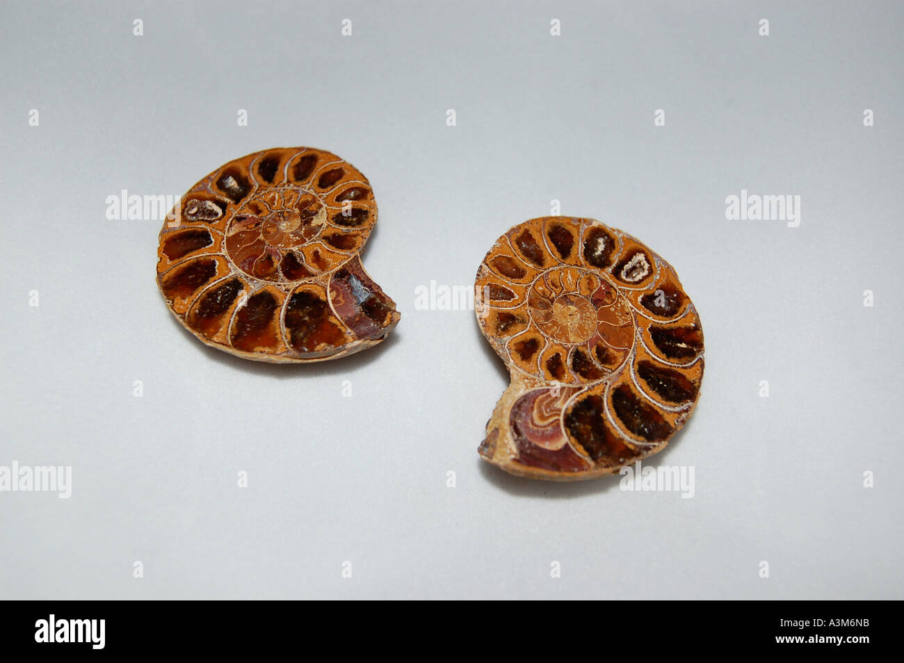 Polished and split Ammonite on a white background Stock Photo