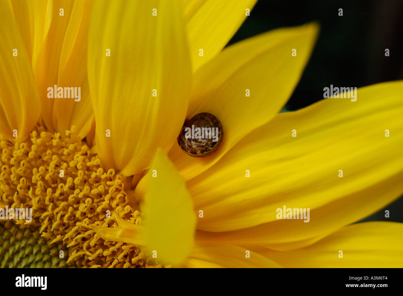 A snail on a sunflower petal Stock Photo