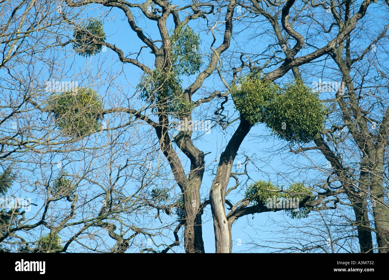 Oxford mistletoe growing in clumps on winter trees Stock Photo Alamy