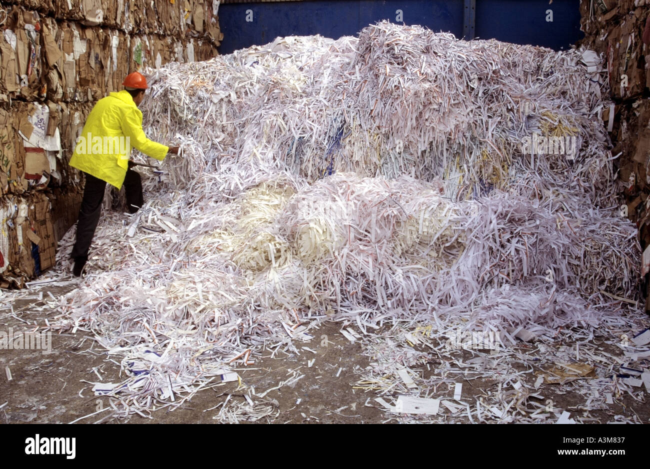 Man working in interior of large factory warehouse paper mill building processing industrial waste cardboard & paper for recycling Essex England UK Stock Photo