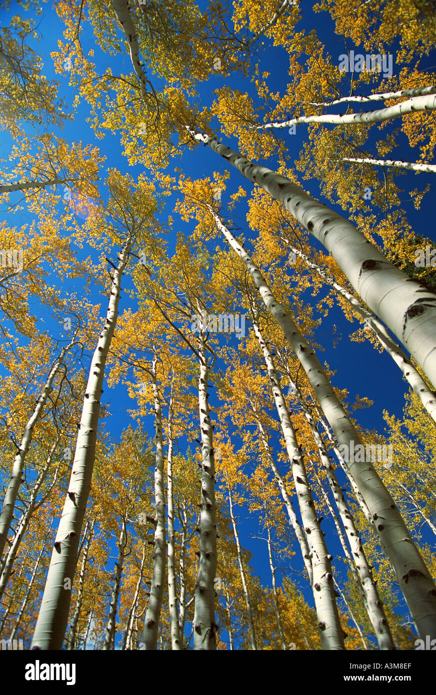 Nature Tree Trees Stock Photo