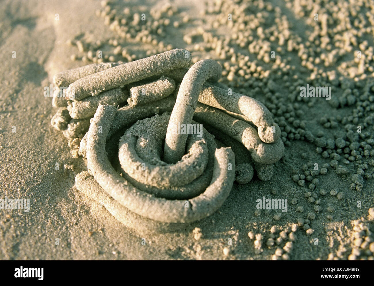 Excreted deposit from a sand worm on a beach in Thailand. DQ32a Stock Photo