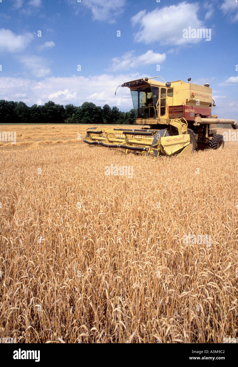 Wheat grain harvester cutting the crop in the fields of Indiana Stock