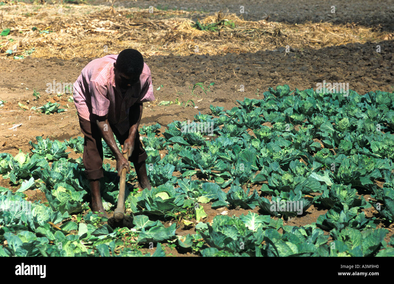 cabbage patch garden