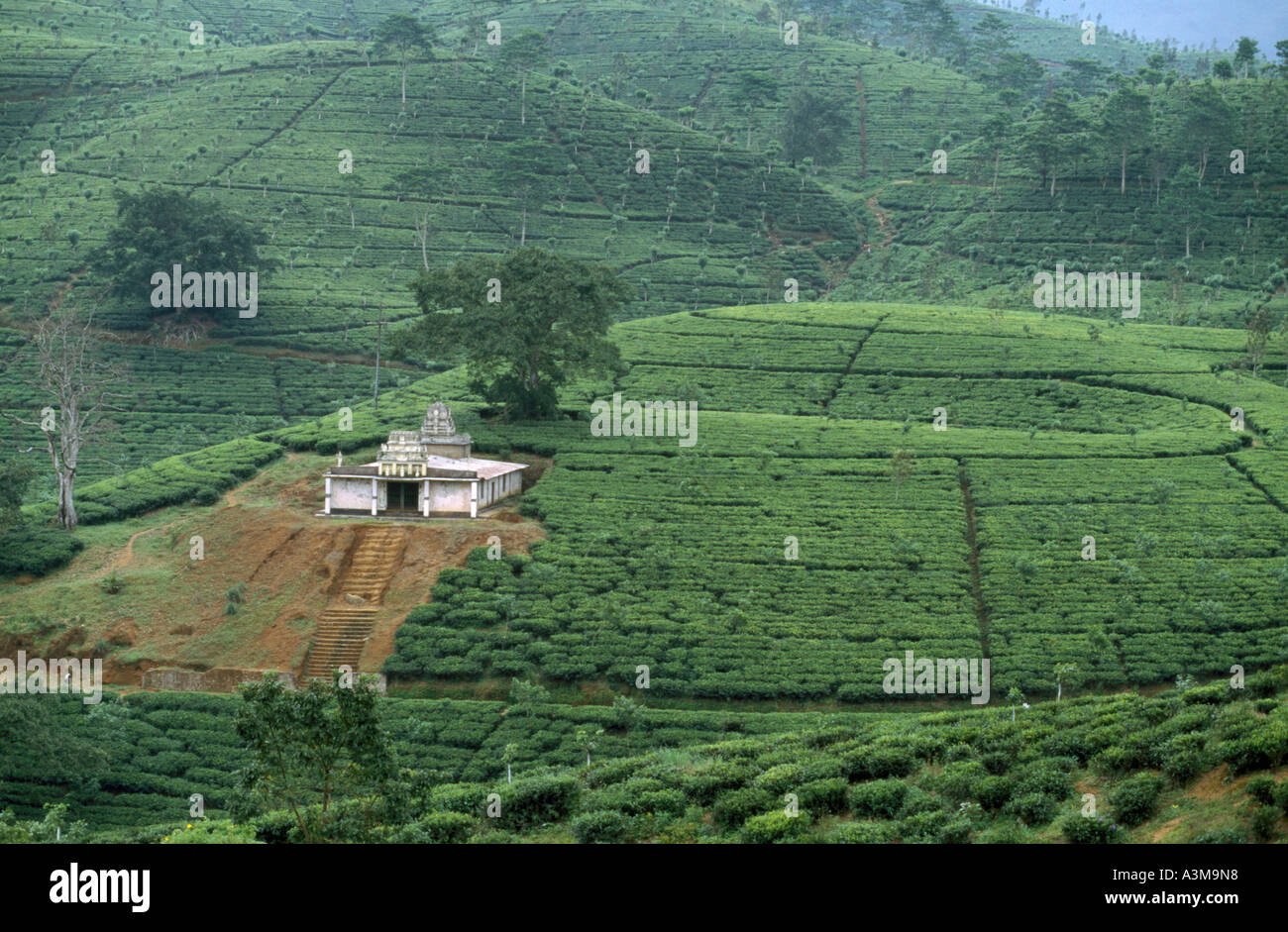 Tea plantation near Kandy in Sri Lanka. Stock Photo