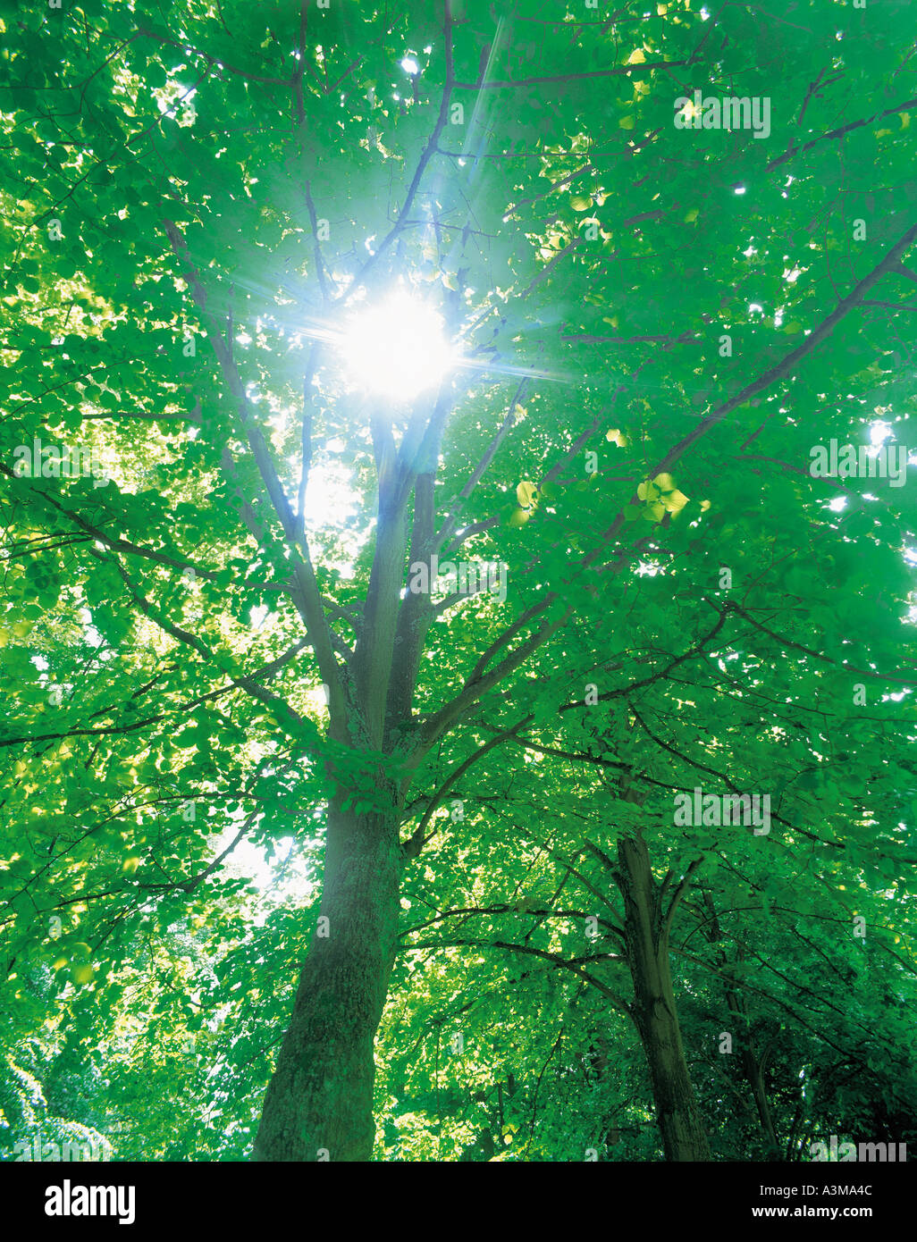 Nature Tree Trees Stock Photo - Alamy