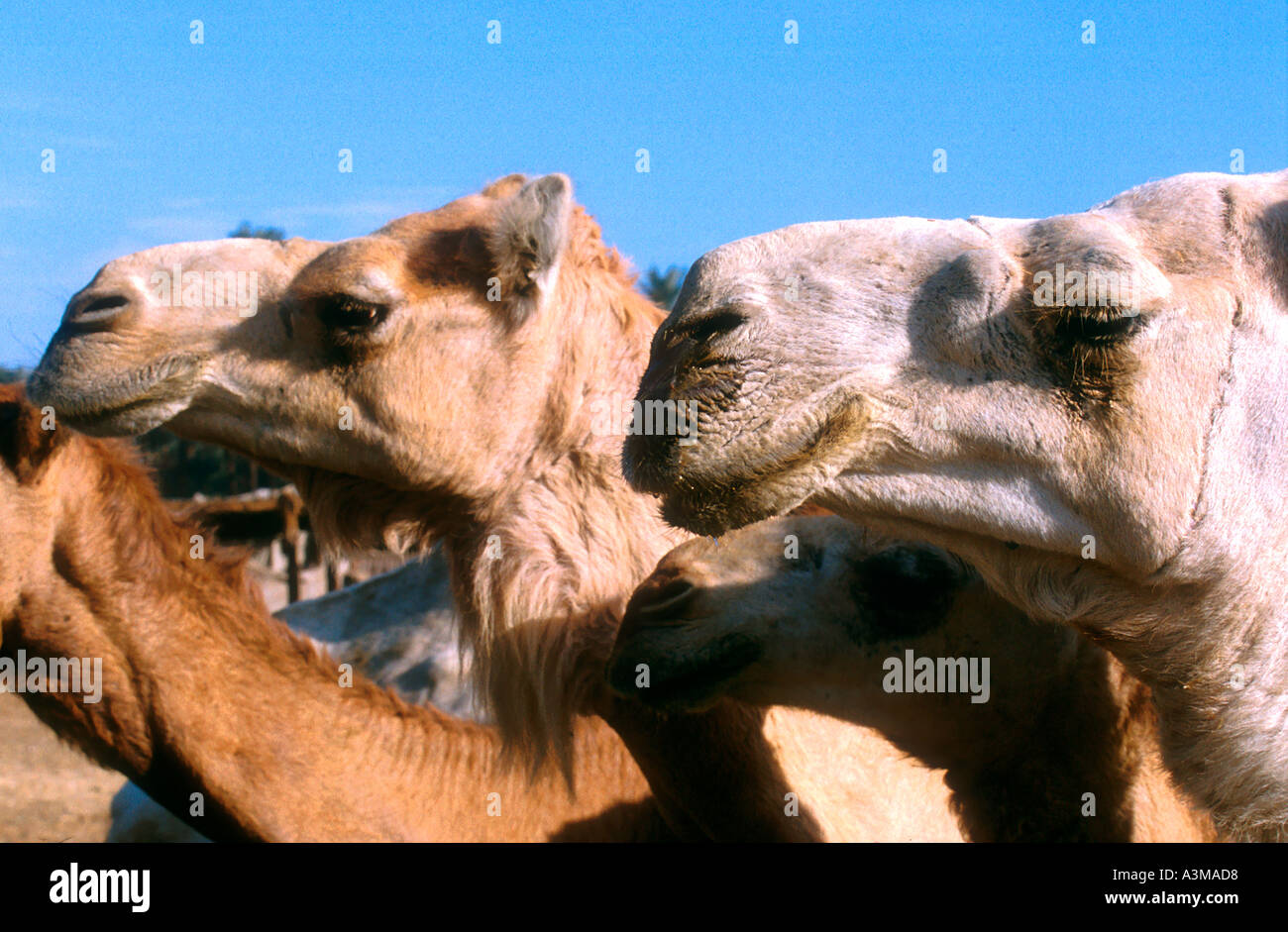 Camel market Egypt Stock Photo