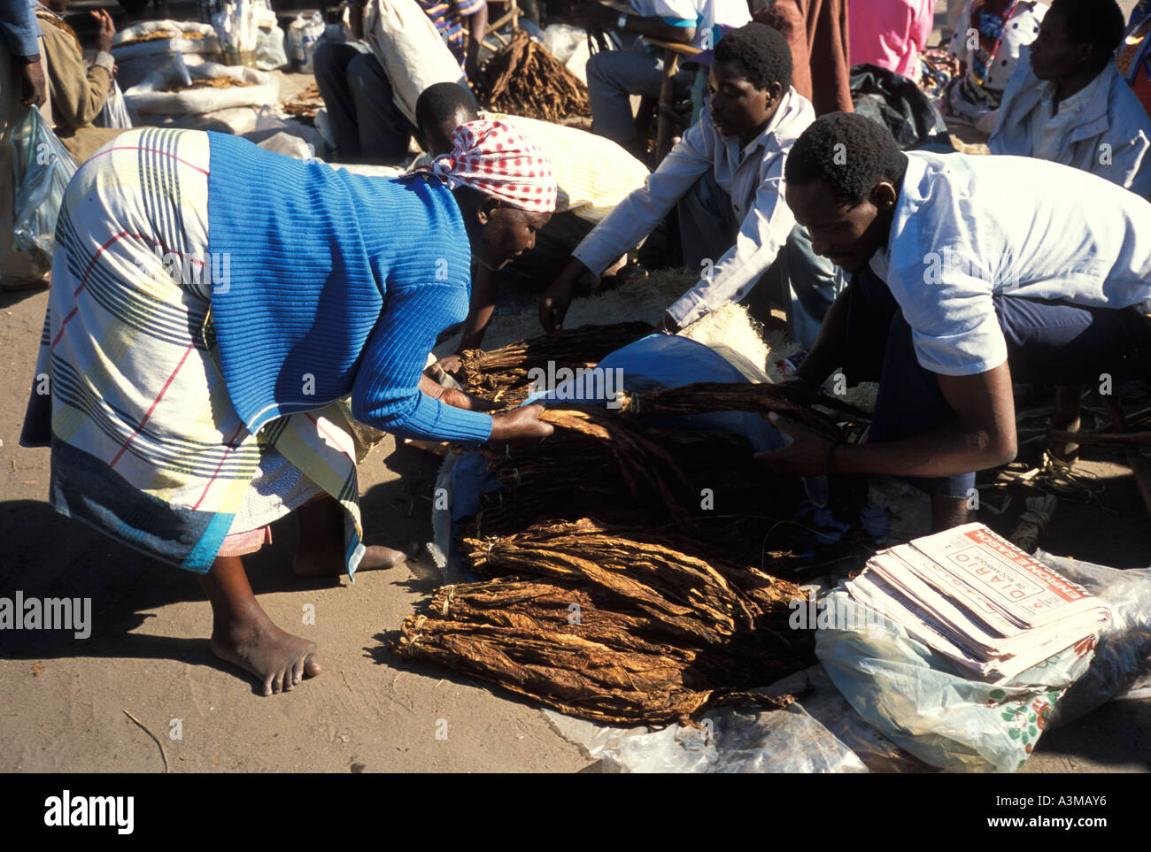 mozambique leaf tobacco African woman with deformed foot looking over loose leaf tobacco in an open  air market in Beira Mozambique Stock Photo