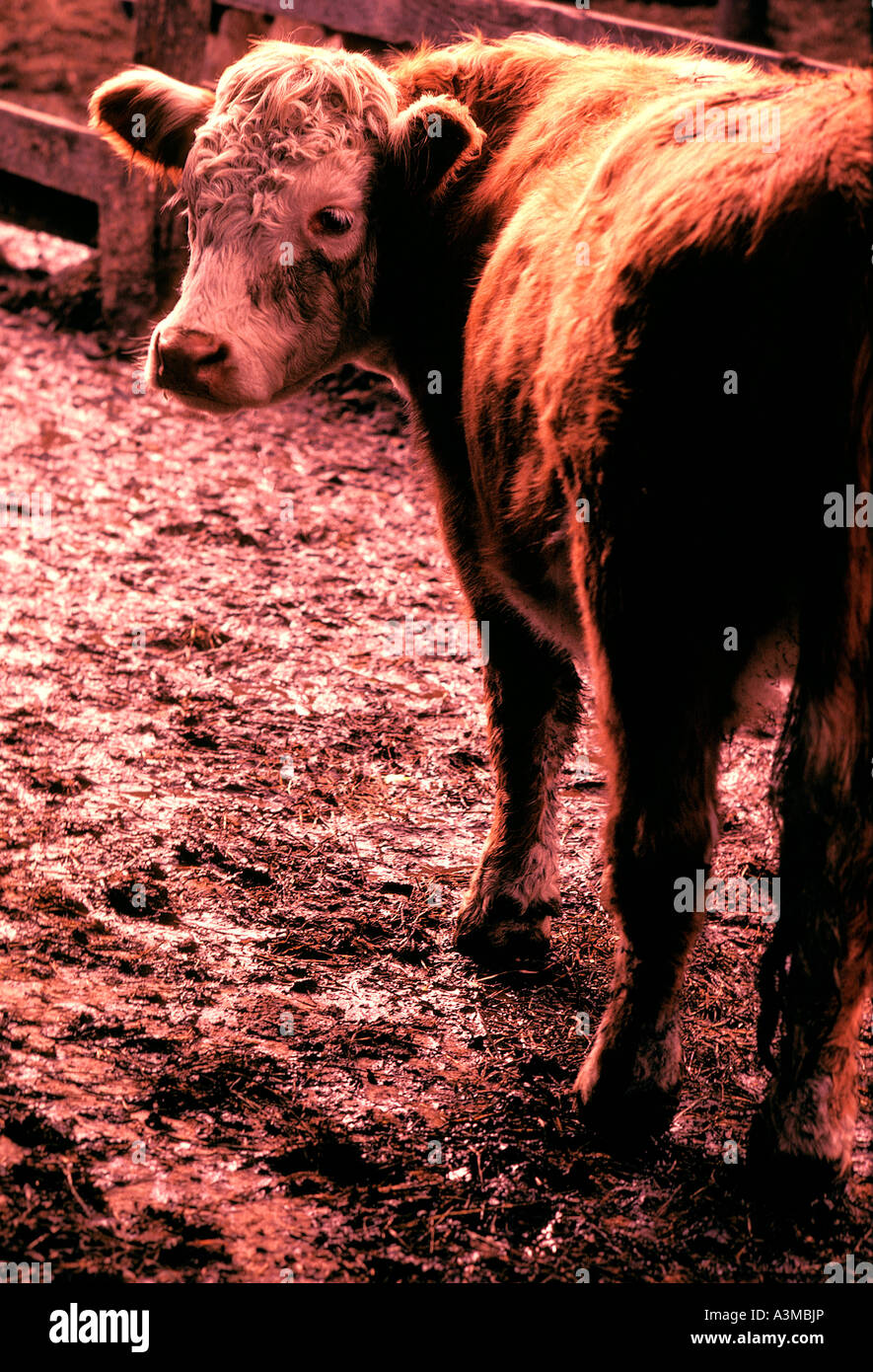 Cattle pens hi-res stock photography and images - Alamy