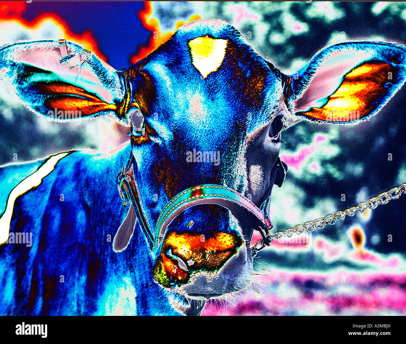 abstract colorful colourful blue cow Stock Photo Alamy