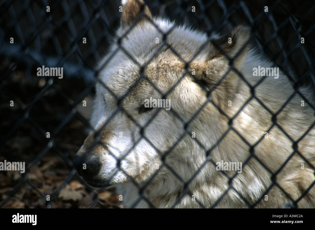 Caged Wolf Sugar Bear who was shot dead by police after biting a zoo cage intruder wanting to pet him at Chicago Brookfield Zoo Stock Photo
